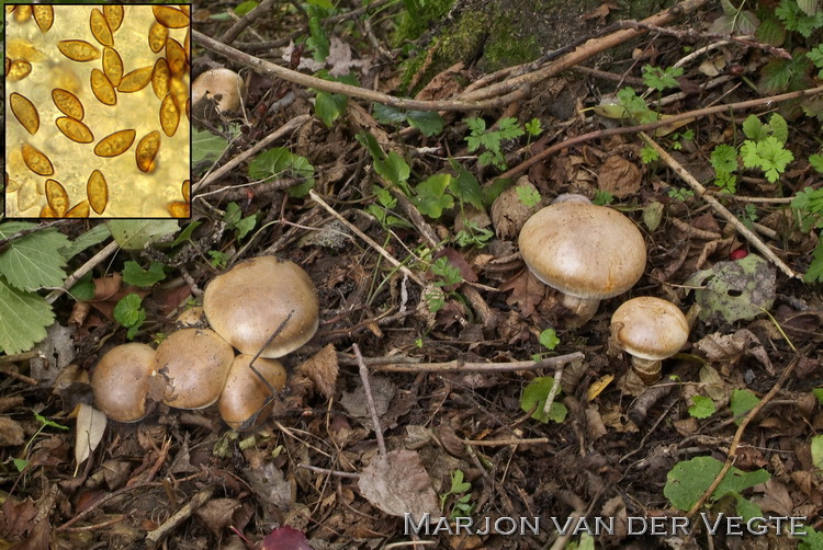 Bleke populiergordijnzwam - Cortinarius argutus